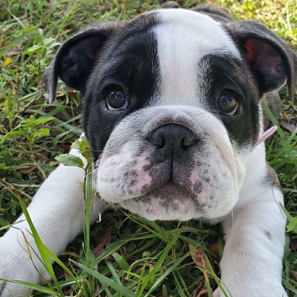 Meet your Posher, Morgan